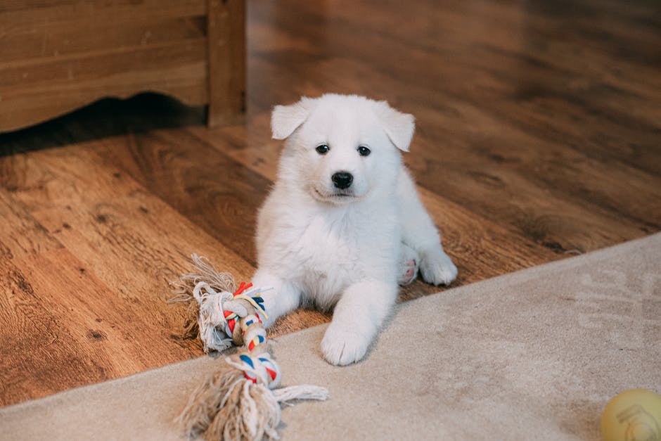 pet stains on carpet