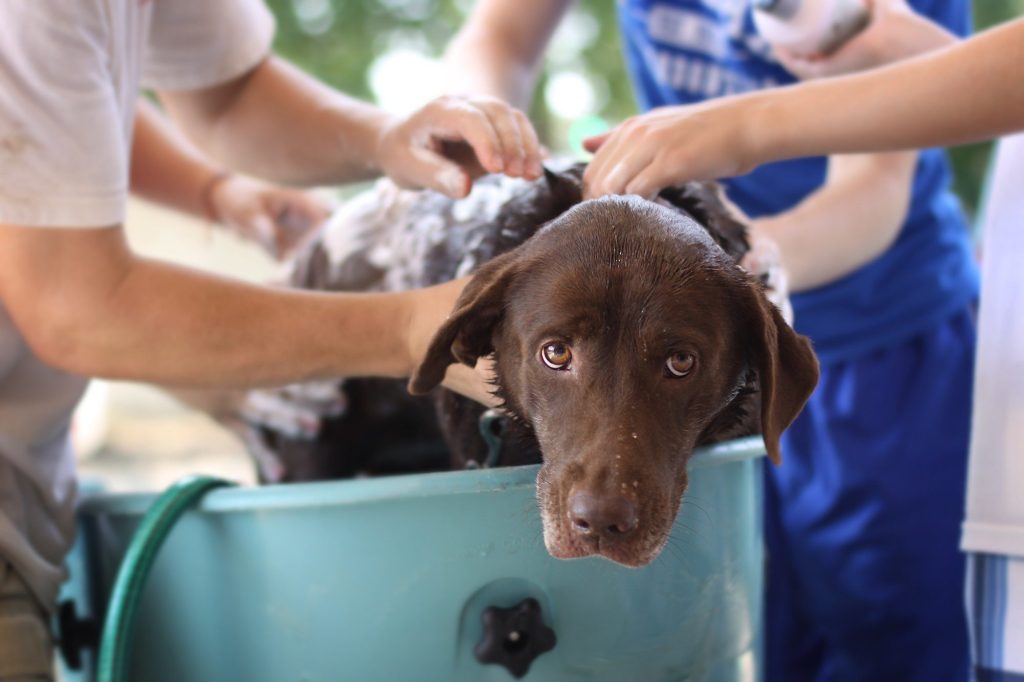 pet hair